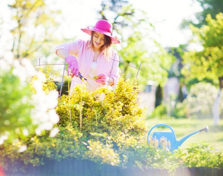 In a well-maintained outdoor garden, a woman wearing a pink sunhat, pink gloves, and a light-colored shirt is trimming a dense, yellow-green hedge with garden shears. The garden features a lush, green lawn in the foreground and is bordered by a variety of plants and shrubs. In the background, tall trees with fresh, green leaves provide shade, and sunlight filters through the branches, illuminating the scene. On the right side, a blue watering can rests on the grass near flower beds and garden borders, which include soil and mulch. The overall setting appears bright and sunny, highlighting the vibrant natural tones of the garden environment. The scene exemplifies outdoor gardening and hedge maintenance, consistent with professional gardening services offered by Hedge Trimming Coney Hall in the local area of Coney Hall, South London.