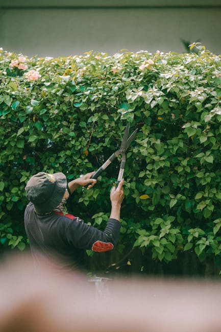 A gardener wearing a dark hat and long-sleeved clothing is trimming a dense, flowering hedge using long-handled pruning shears. The hedge features lush green leaves interspersed with soft pink blossom